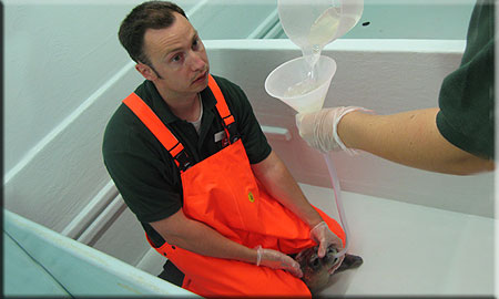 Candy, a rescued common seal pup (2008/9 season), being tube fed with fluids by Matt