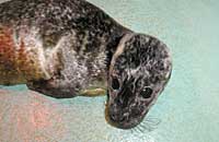 Eigg, a rescued common seal pup