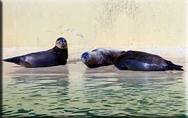 Pop, Floss and Corn in the outside pool