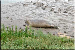 Houdini released back into the wild on 1st of September 2006