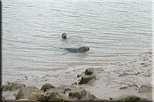 The seals were released back into the wild on 1st of September 2006