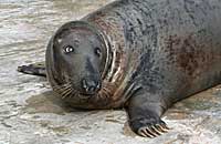 Ray, our male resident grey seal
