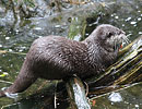 Photo Copyright of Rebecca Chinn