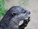 Photo Copyright of Rebecca Chinn