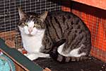 Photo of Reef, our resident cat - was taken by Rachael Vine