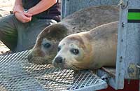 Pluto (left) and Olive (right) - photo was taken by Rachael Vine and Megan Charity