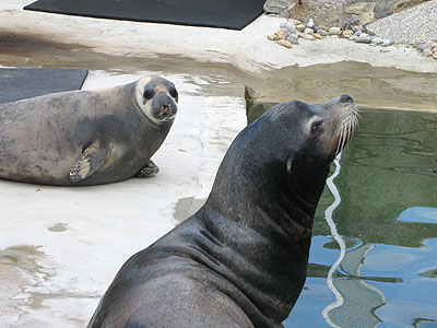 Sahara and Rocky