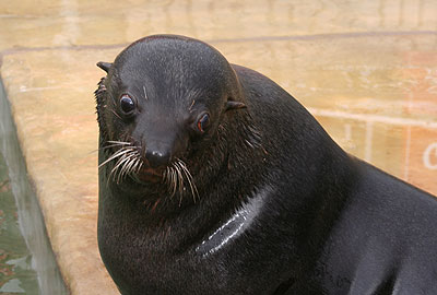 Andy, our resident fur seal