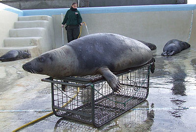 Atlanta ready for weighing, but it's the wrong cage
