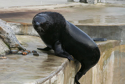 Chaff, our fur seal