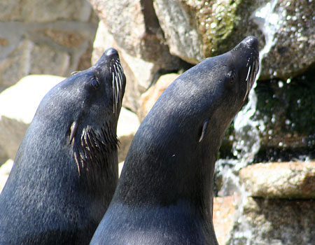 Andy and Chaff - Cape Fur Seal