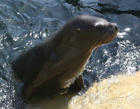 Diego, a young male Patagonian Sea Lion