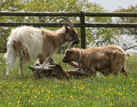 Monty (left) and Priscilla (right)