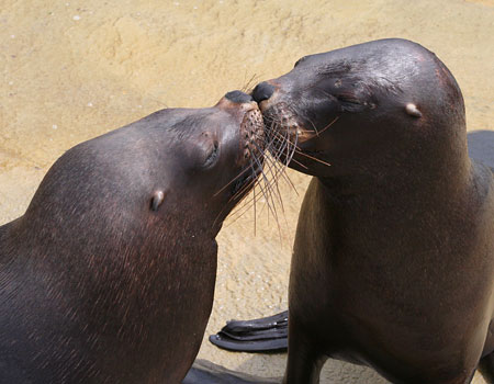 Diego and Noito - young male Patagonian Sea Lions