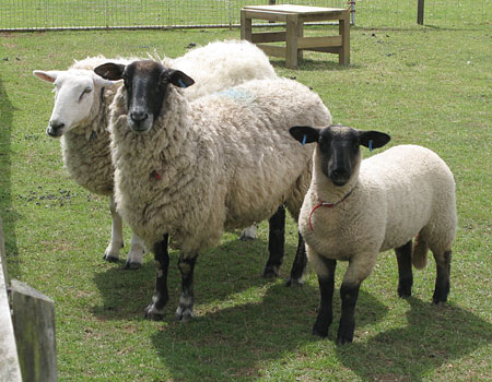 Stanley (left), Bella (middle) and Bluebell (right)
