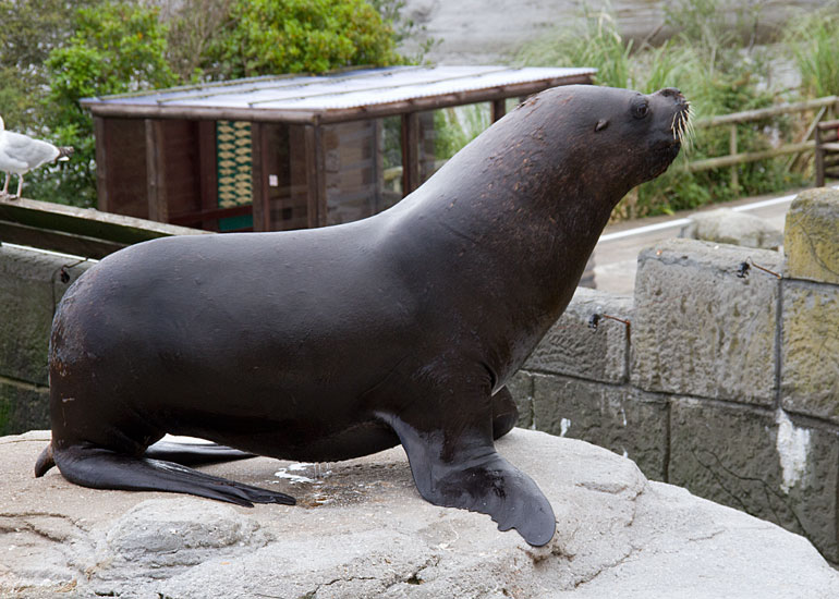 Patagonian Sea Lion