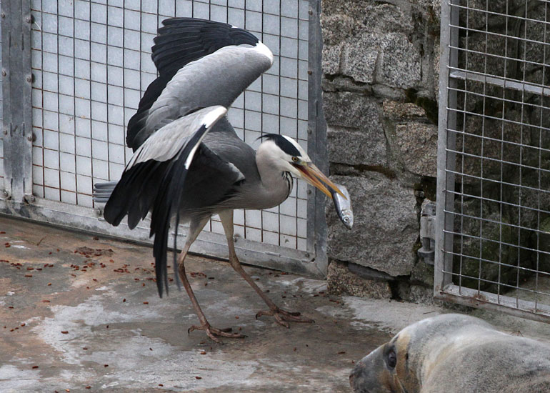 Henry the Heron