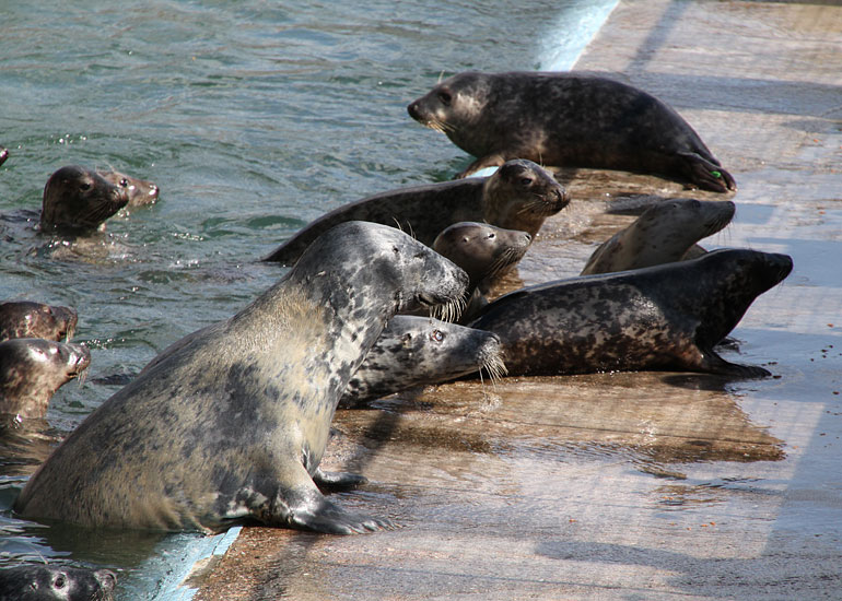 Feeding time in the convalescent pool