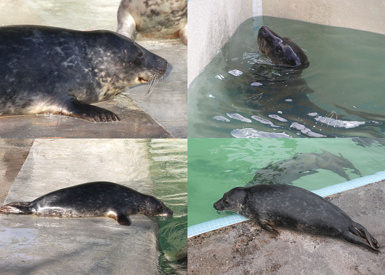 Ringo - photos taken on 27th December 2012