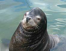 Rocky, Californian Sea Lion
