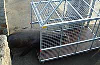 Rocky entering the cage