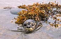 Rona, is released