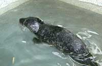 Roo playing in the main hospital pool - photo was taken on 6th October 2006 by Rachael Vine