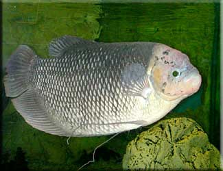 Rosie the Giant Gourami