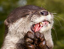 Photo Copyright of Ryan Richards