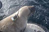 release of Sahara off the north coast of Scotland