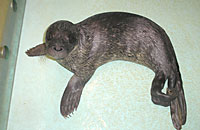 Samson, rescued common seal pup