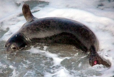 (Sandy - Photo copyright of Sue Sayer (www.cornwallsealgroup.co.uk)