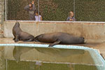 The Californian Sea Lion pool