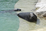 Flipper says hello to Ken