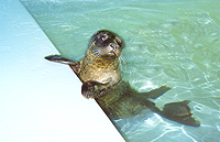 Scooby, in our weaning pool