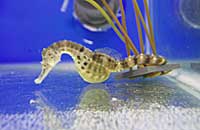 Seahorse
