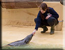 Feeding time with the Seals