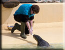 Feeding time with the Seals