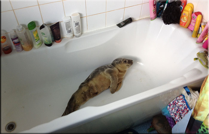 Seal Rescued From Bathtub!