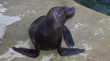 Sea Lions
