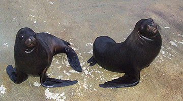 Sea Lions
