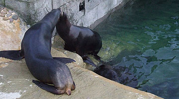 Sea Lions
