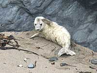Seal Pup