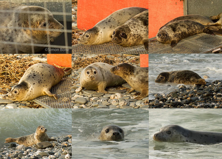 Seal Release - 11th December 2012