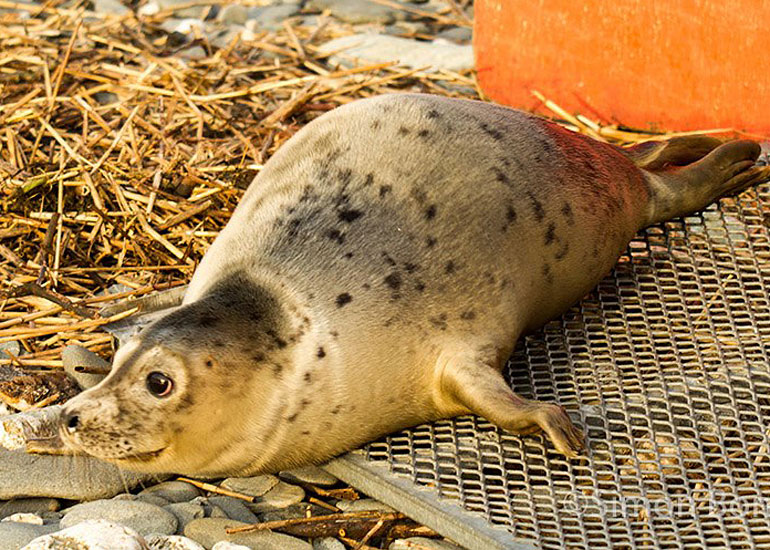 Seal Release - 11th December 2012