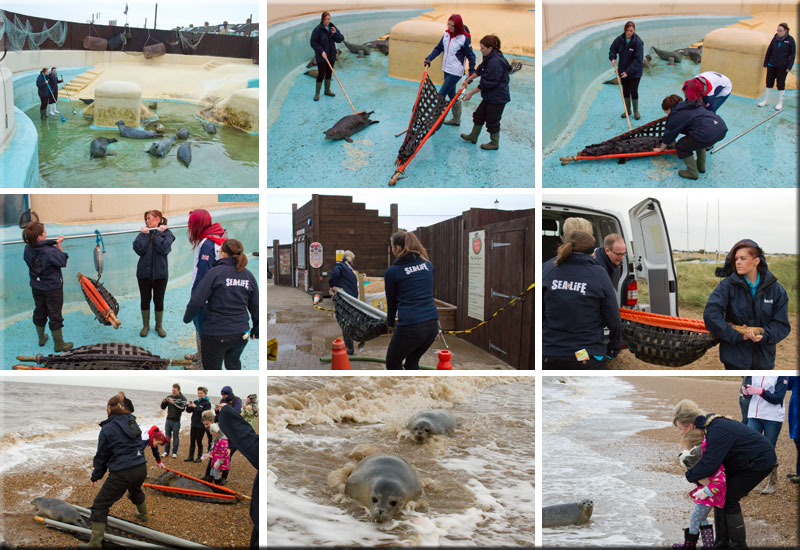 Seal Release