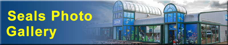Seals