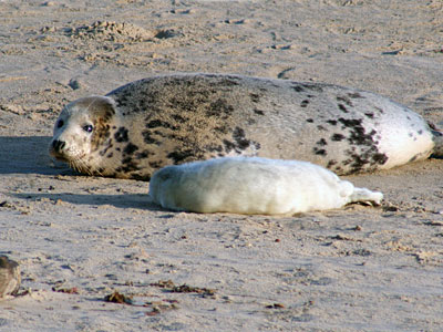 Mother and Pup on beach