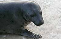 Stitch in the convalescence pool - photo was taken on 3rd February 2007