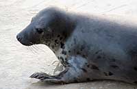Stitch in the convalescence pool - photo was taken on 3rd of February 2007